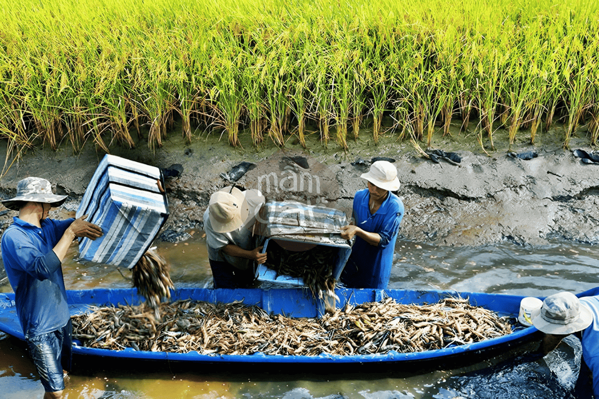 Người dân thu hoạch tôm trên cánh đồng lúa