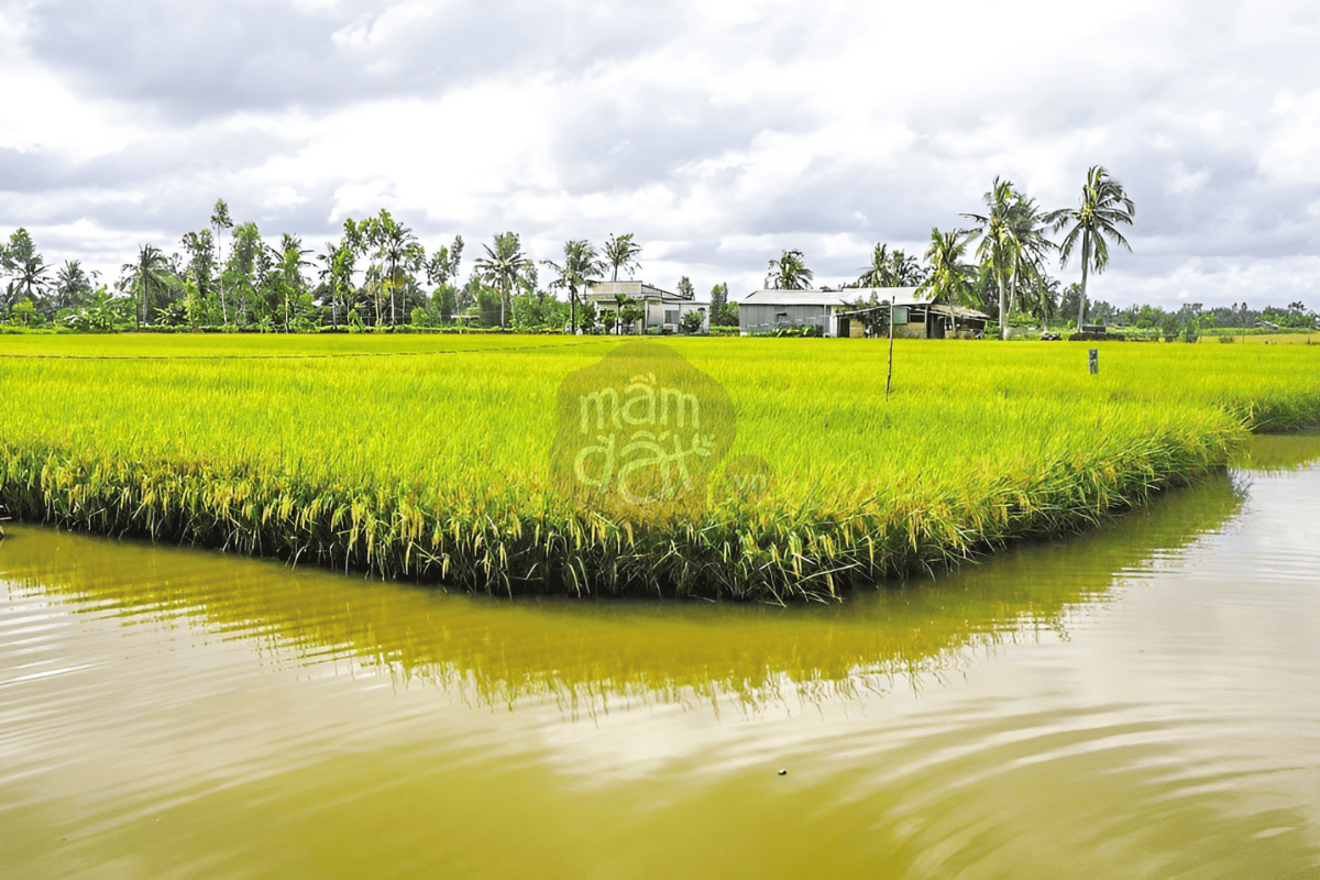 Cánh đồng nuôi trồng tôm - lúa
