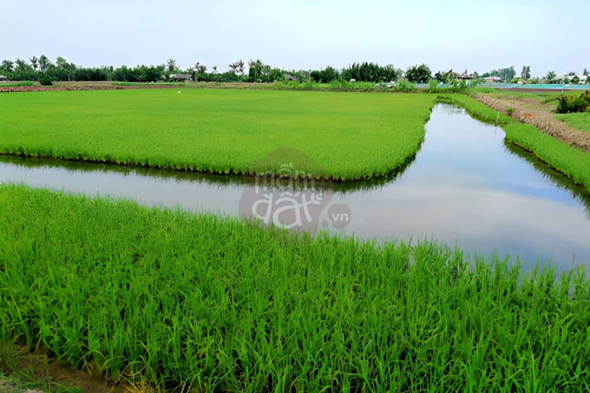 Cánh đồng trồng gạo lúa tôm