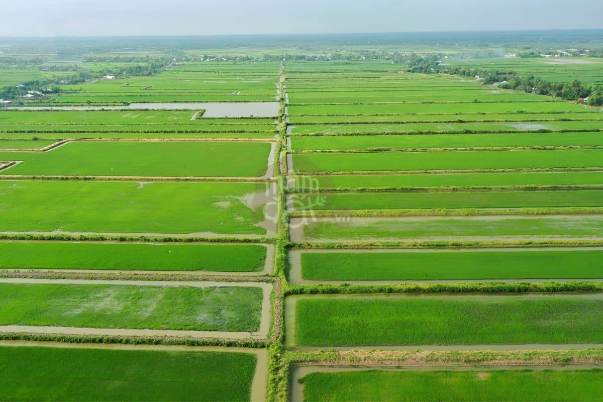 Cánh đồng nuôi trồng Gạo ST25 Lúa Tôm xanh mướt
