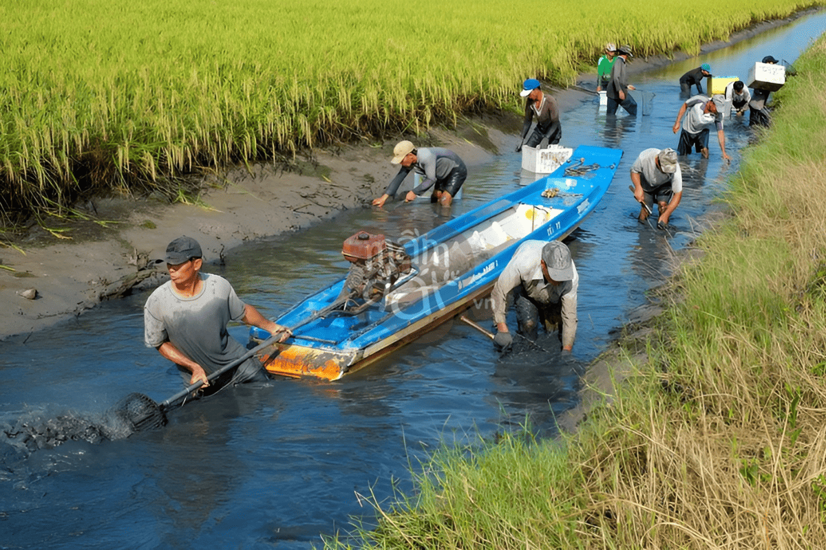  Những người nông dân nuôi trồng tôm - lúa