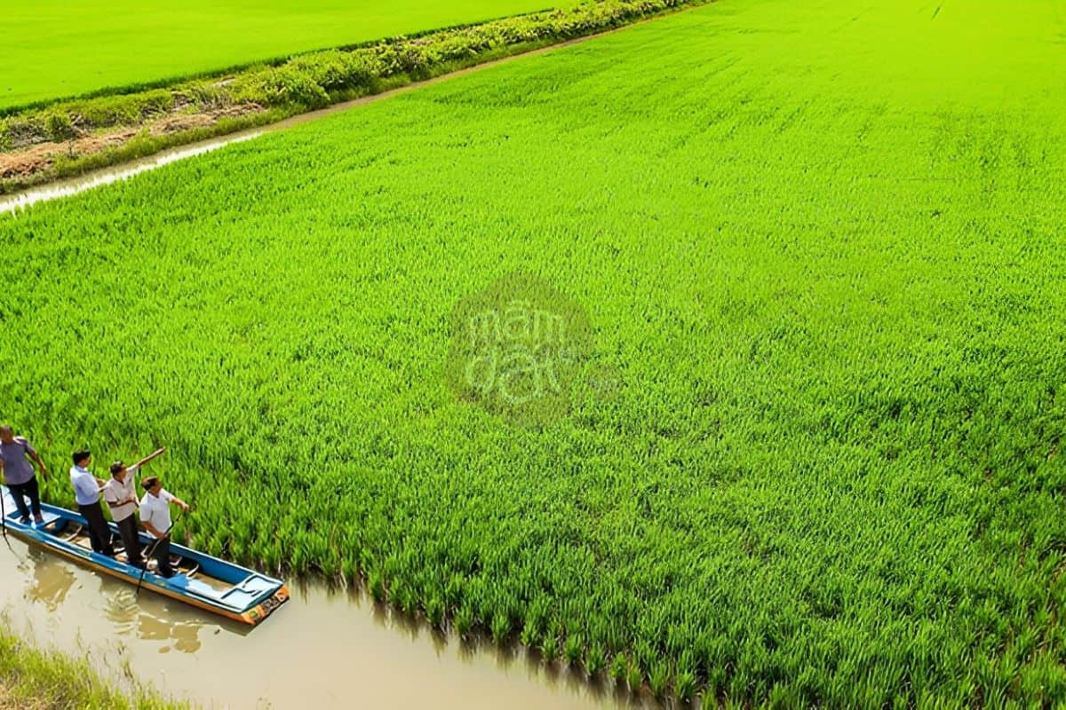 Người nông dân thị sát ánh đồng nuôi trồng Gạo ST25 Lúa Tôm